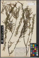 Foto von Salix purpurea L. x Salix repens L.